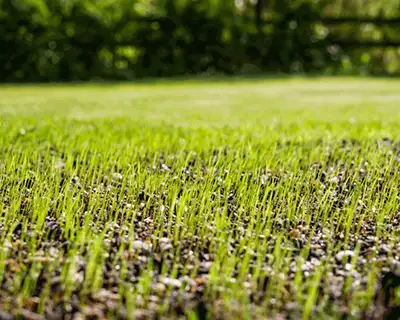 The best lawn aeration to have a green and healthy lawn